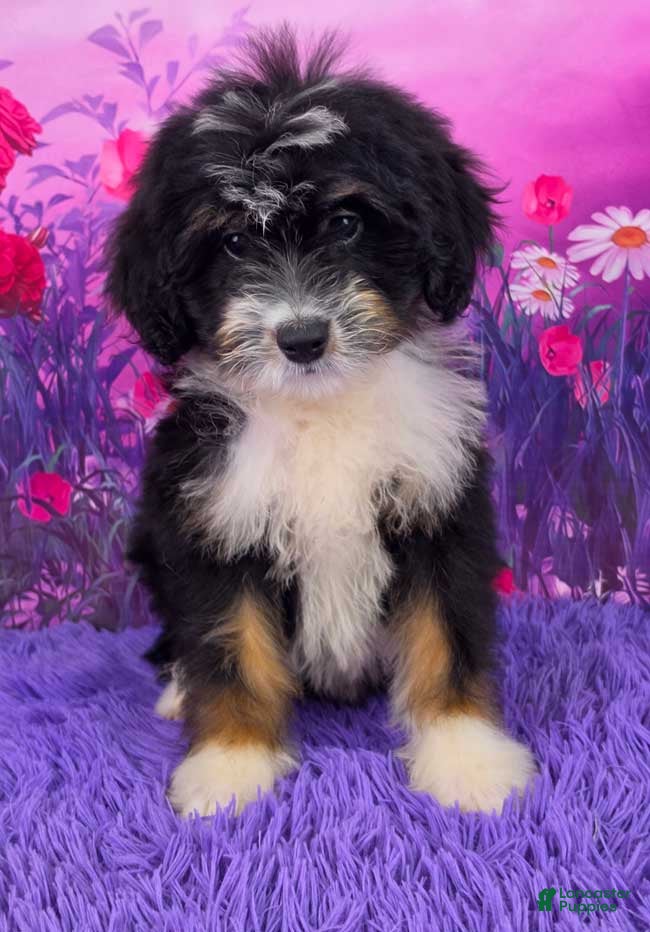 Mini Bernedoodle dogs Kyra - Ad 1