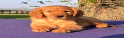 Golden Retriever dogs for sale: Marigold - Ad 1