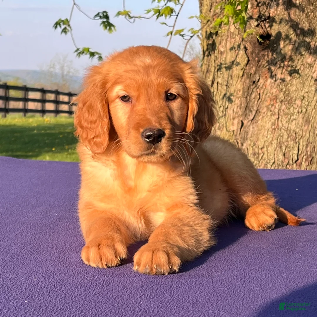 Golden Retriever dogs for sale: Marigold - Ad 1