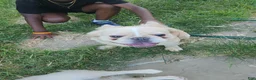 French Bulldog dogs for sale: French Bulldog 4 - Ad 4