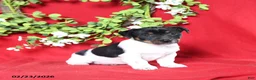 Jack Russell Terrier dogs for sale: Jill - Ad 1