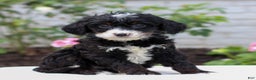 Mini Bernedoodle dogs for sale: Josie  - Ad 2