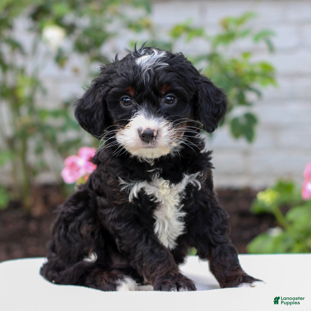 Mini Bernedoodle dogs for sale: Josie  - Ad 2