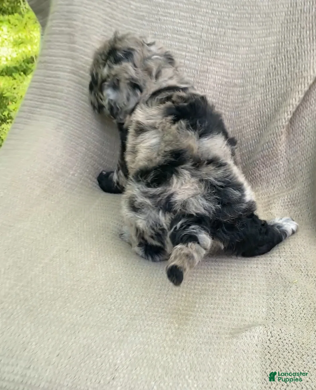 Mixed Breed dogs for sale: Churro - Ad 2