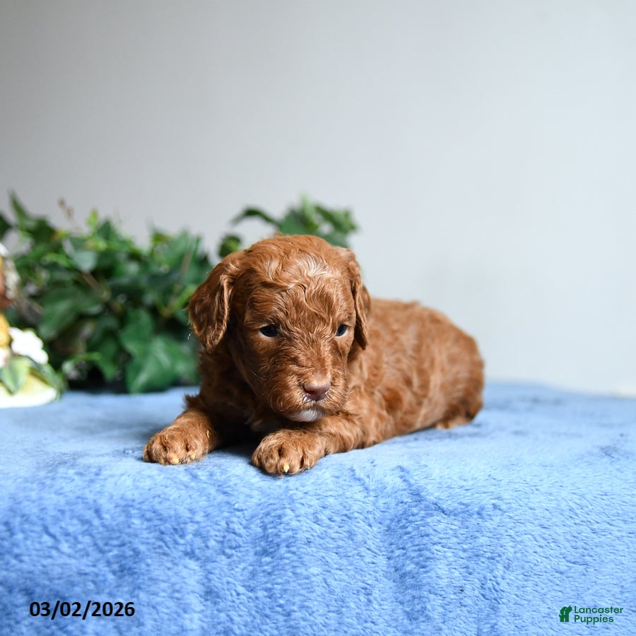 Cavapoo dogs Brynn - Ad 2