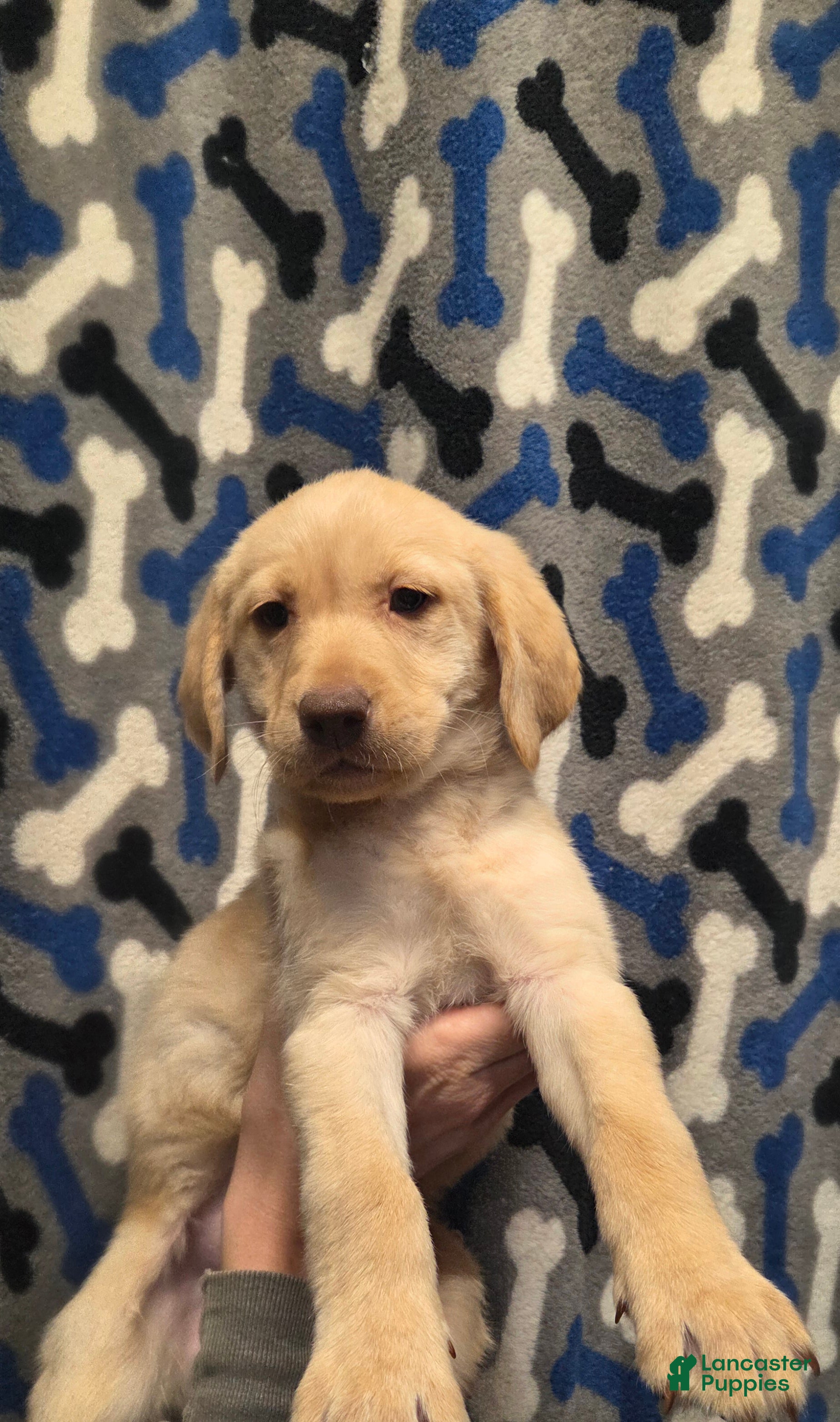 Labrador Retriever dogs Ruth - Ad 2