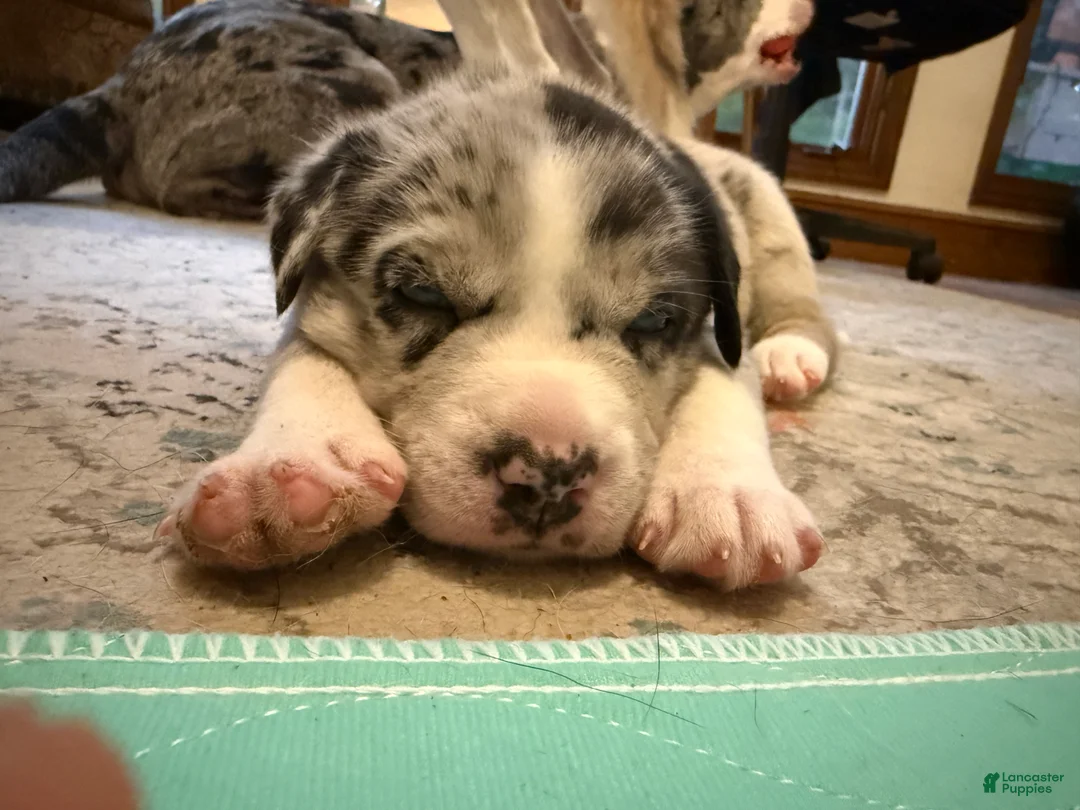 Mixed Breed dogs for sale: Mixed Breed 1 - Ad 2