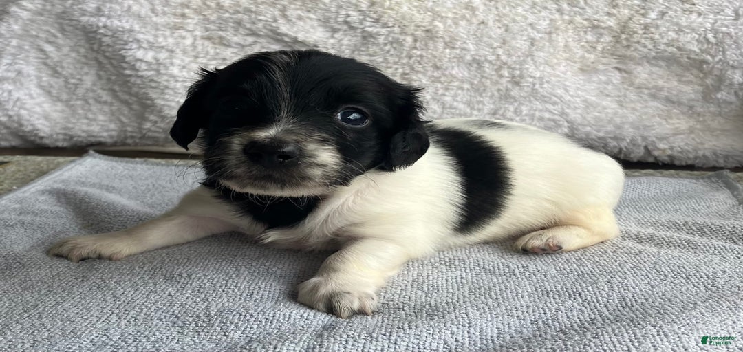 Gallery Image {{count}}