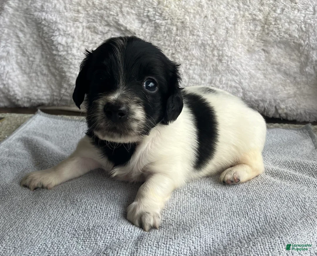 Gallery Image {{count}}