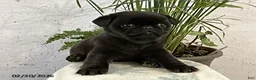 Pug dogs for sale: Fraser - Ad 4