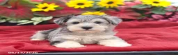 Miniature Schnauzer dogs for sale: Gunther - Ad 3