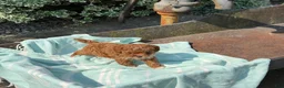 Toy Poodle dogs for sale: Peanut - Ad 15