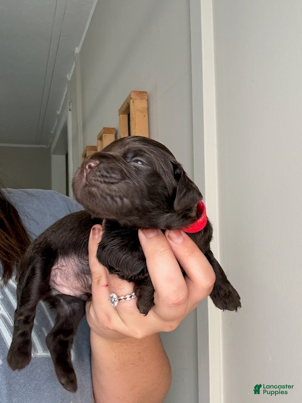 Boykin Spaniel dogs Red Collar-Male - Ad 2