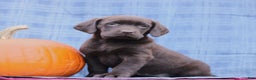Labrador Retriever dogs for sale: Jenna  - Ad 5