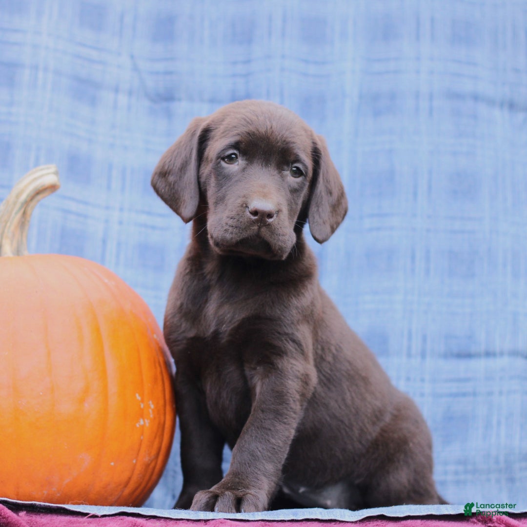 Labrador Retriever dogs for sale: Jenna  - Ad 5