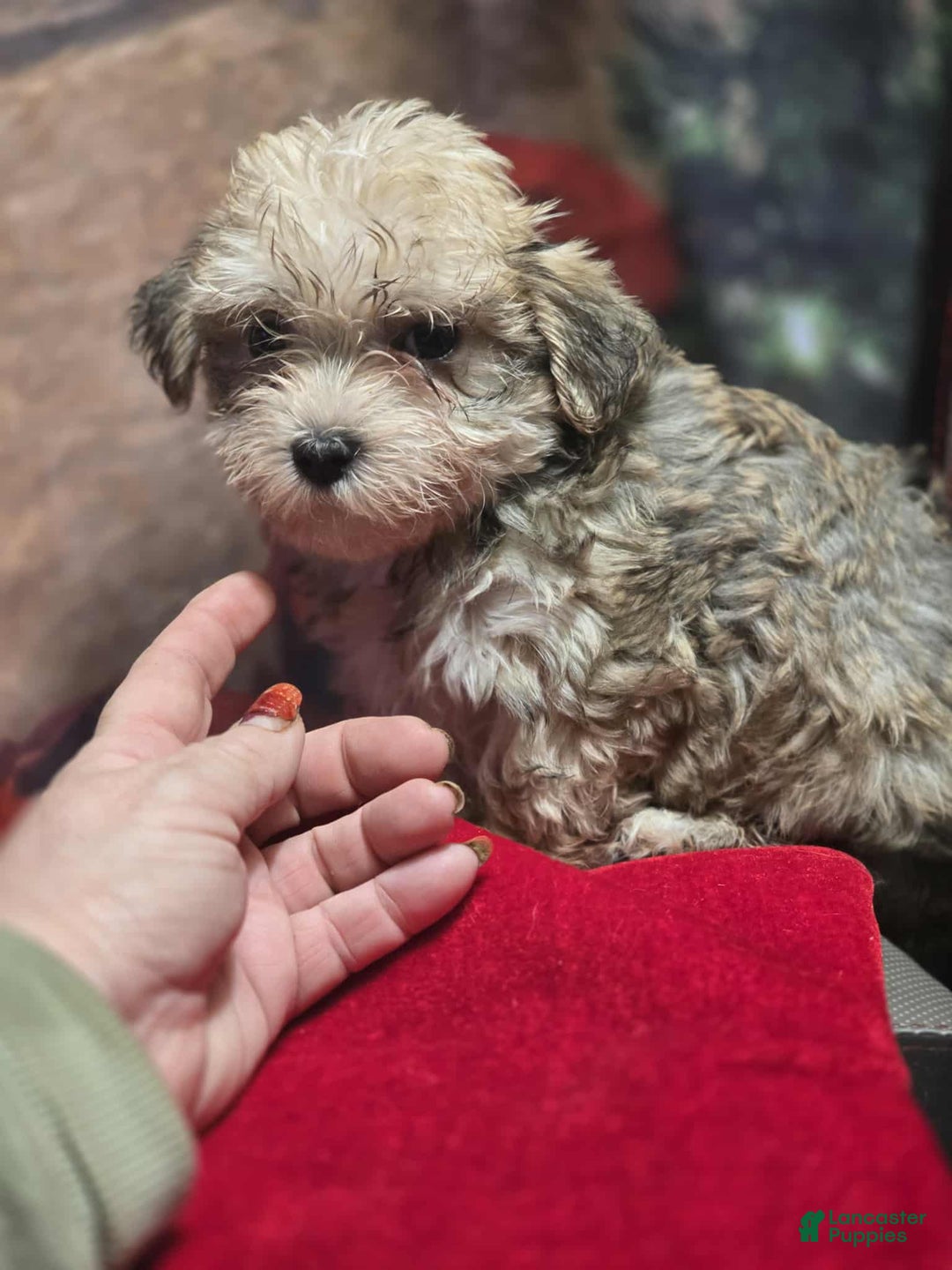 Maltipoo dogs for sale: Albert - Ad 4