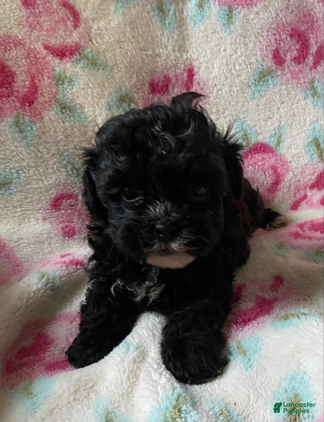 Shihpoo dogs for sale: Cookie  - Ad 5