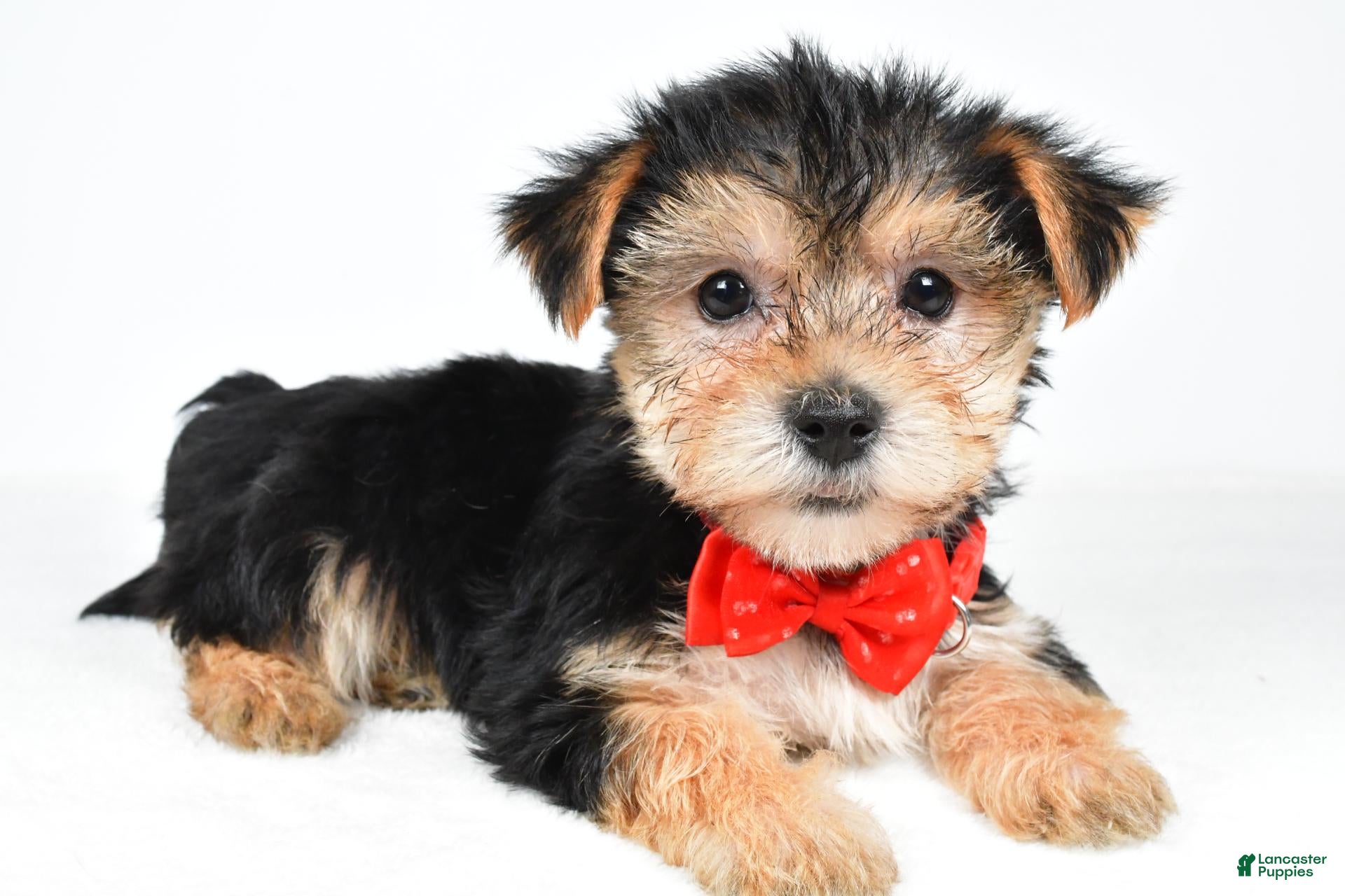 Morkie dogs Victor - Ad 1