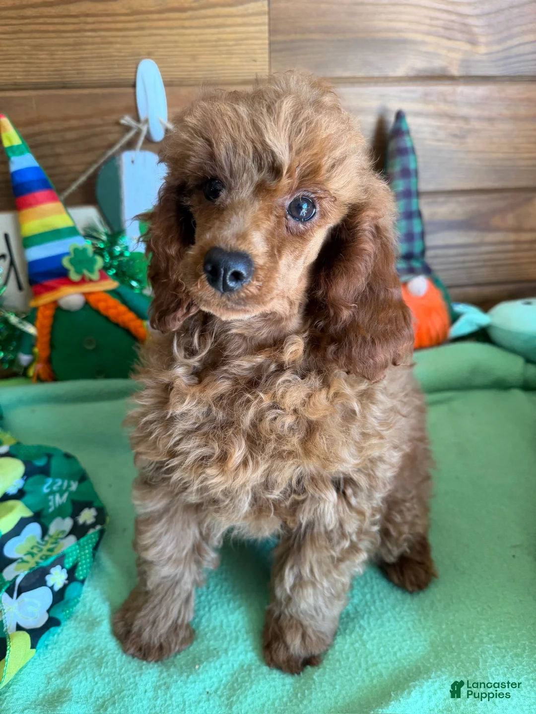 Toy Poodle dogs for sale: Prissy - Ad 2