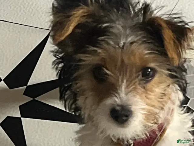 Mixed Breed dogs for sale: Mixed Breed 3 - Ad 10