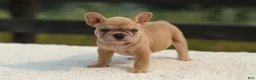 French Bulldog dogs for sale: Ivanka - Ad 7