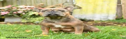 French Bulldog dogs for sale: Wooly Pooly - Ad 6
