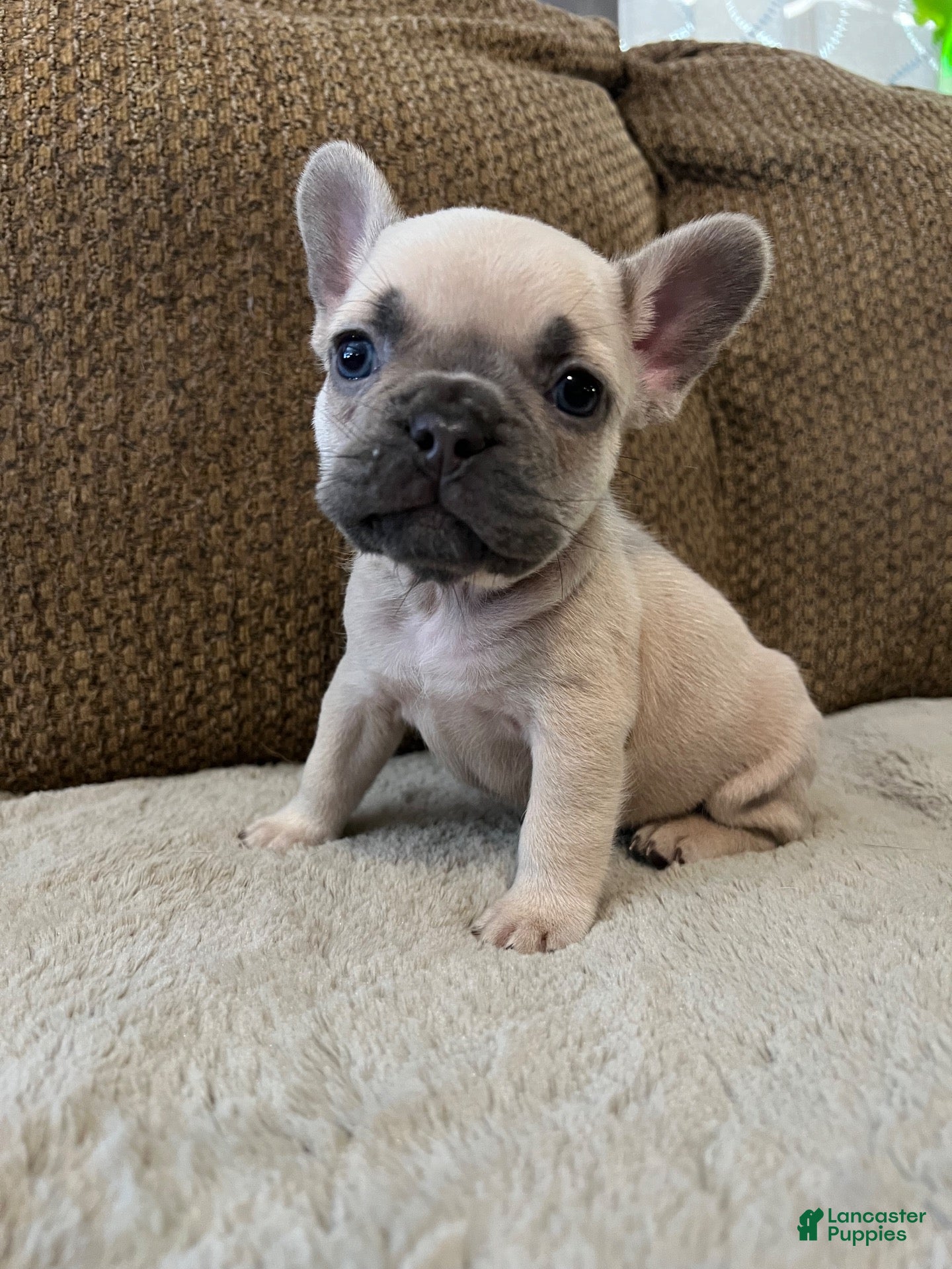French Bulldog dogs for sale: French Bulldog 2 - Ad 36