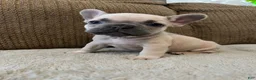 French Bulldog dogs for sale: French Bulldog 2 - Ad 1