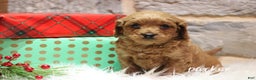 Cavapoo dogs for sale: Parker - Ad 6