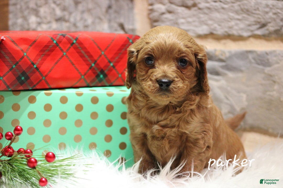 Cavapoo dogs for sale: Parker - Ad 6