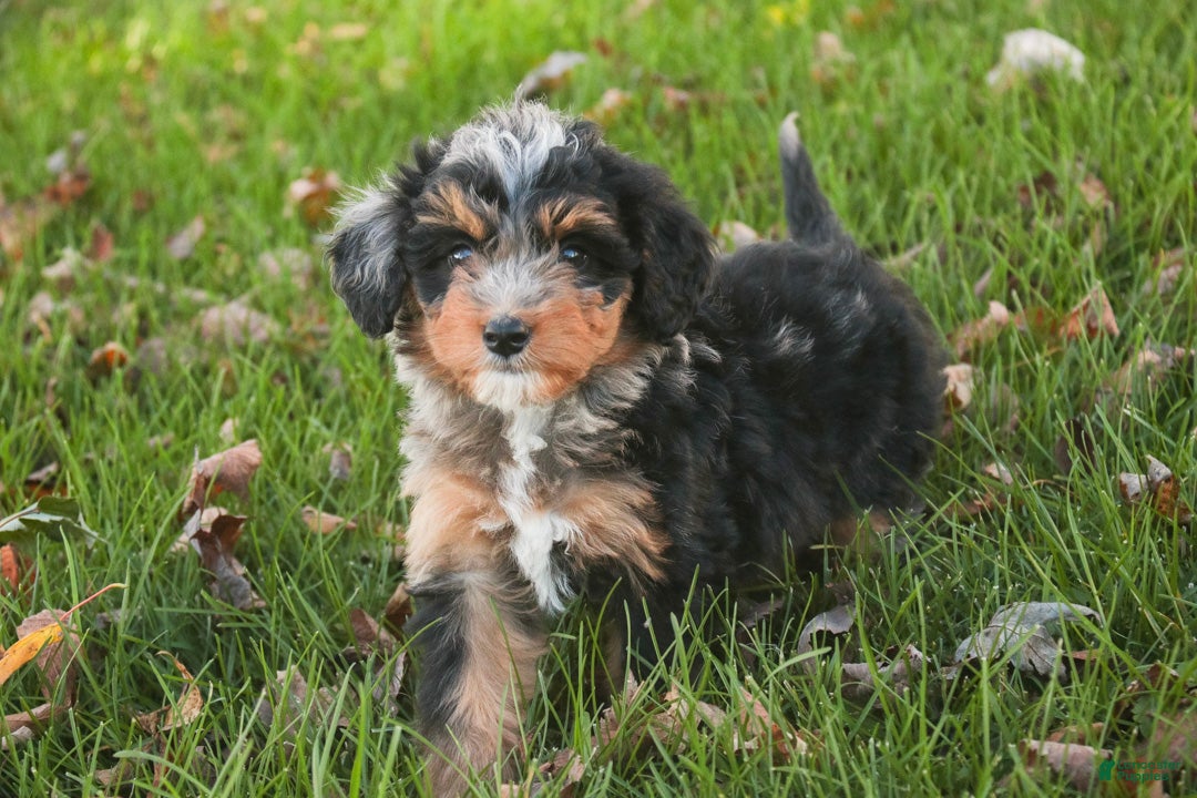 Mini Bernedoodle dogs Maple F1 Mini Bernedoodle  - Ad 1