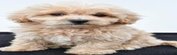 Maltipoo dogs for sale: Bella - Ad 7