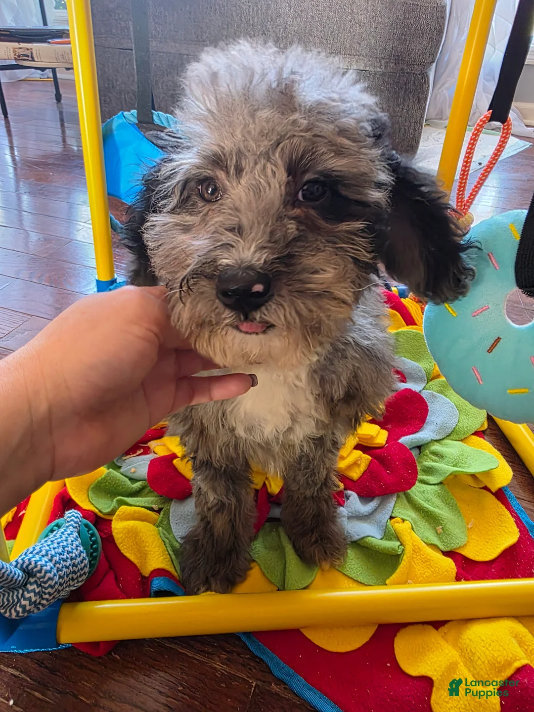 Aussiedoodle dogs for sale: Aussiedoodle Puppy 3 - Ad 1