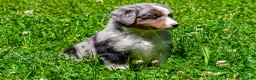 Miniature Australian Shepherd dogs for sale: Fancy - Ad 4