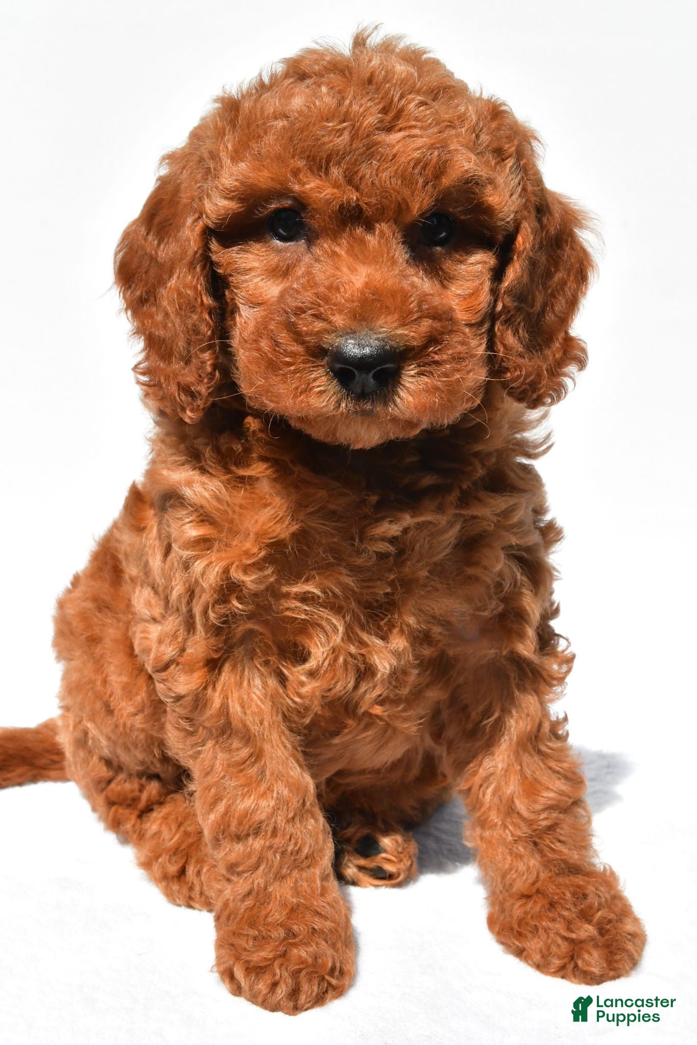 Mini Goldendoodle dogs Crystal - Ad 2
