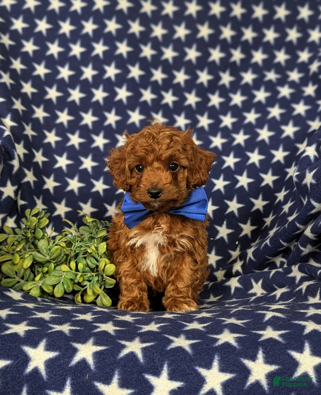 Cockapoo dogs for sale: Dunleigh Hypoallergenic - Ad 2