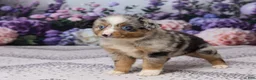 Miniature Australian Shepherd dogs for sale: Rex - Ad 4