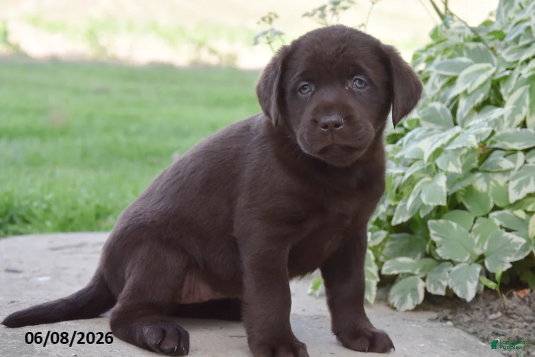 Labrador Retriever dogs for sale: Mazie - Ad 2
