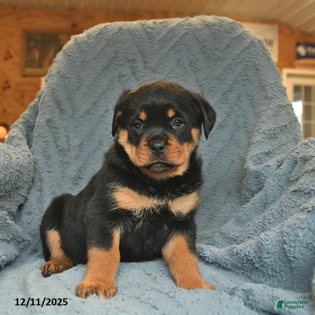 Rottweiler dogs for sale: River  - Ad 4