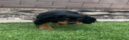 Cocker Spaniel dogs for sale: Cocker Spaniel 1 - Ad 15