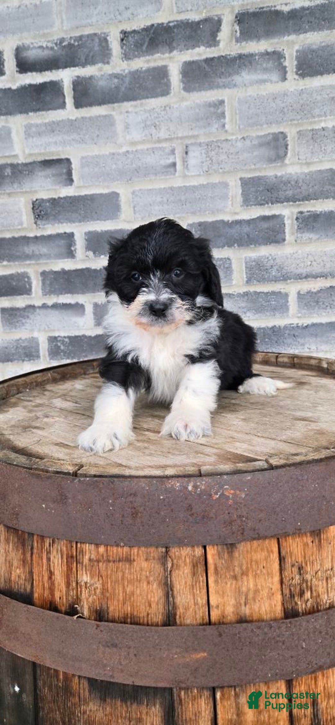 Mini Aussiedoodle dogs for sale: Sailor – Male - Ad 2