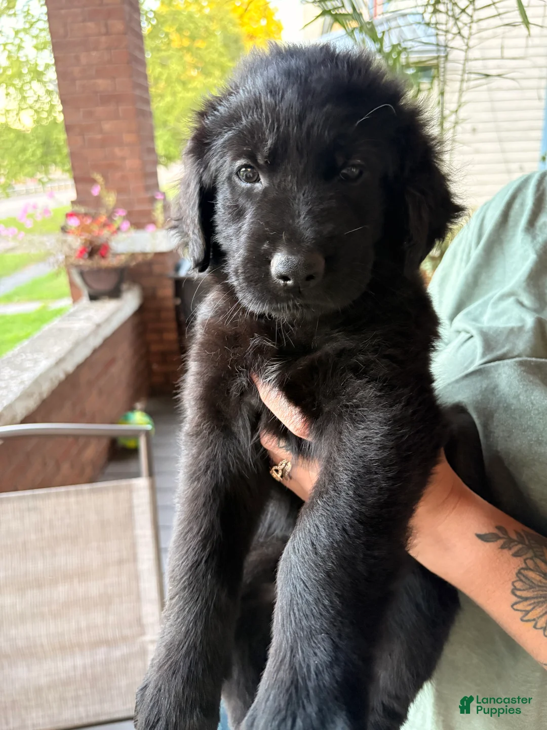 Golden Shepherd dogs for sale: Golden Shepherd Grey Collar Male  - Ad 1