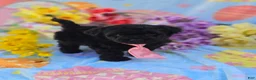 Mixed Breed dogs for sale: Noodle - Ad 3