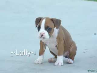 Boxer dogs Lolly - Ad 42