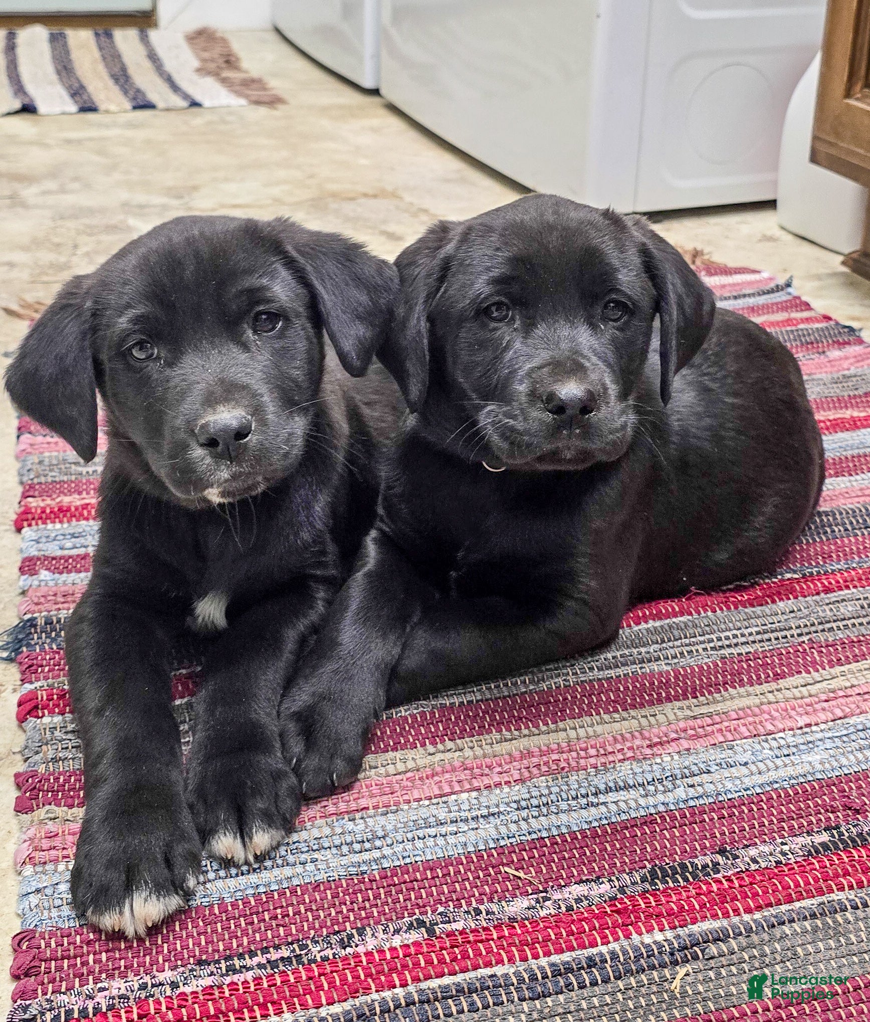 Mixed Breed dogs Jeff - Puppy 3 - Ad 5