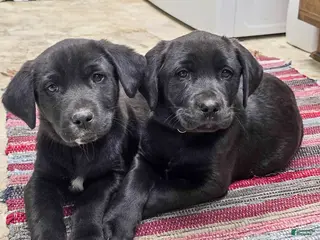 Mixed Breed dogs Jeff - Puppy 3 - Ad 5