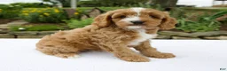 Cavapoo dogs for sale: Gus - Ad 3
