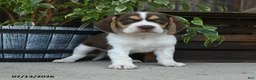 Beagle dogs for sale: Venus - Ad 3