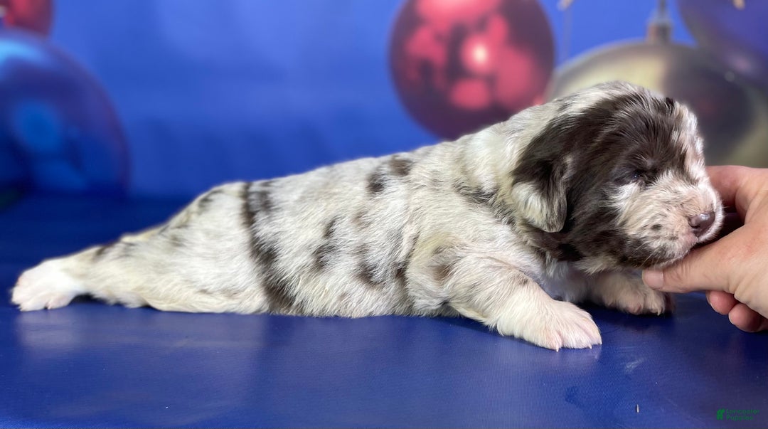 Mixed Breed dogs for sale: Sterling OFA DNA  - Ad 2