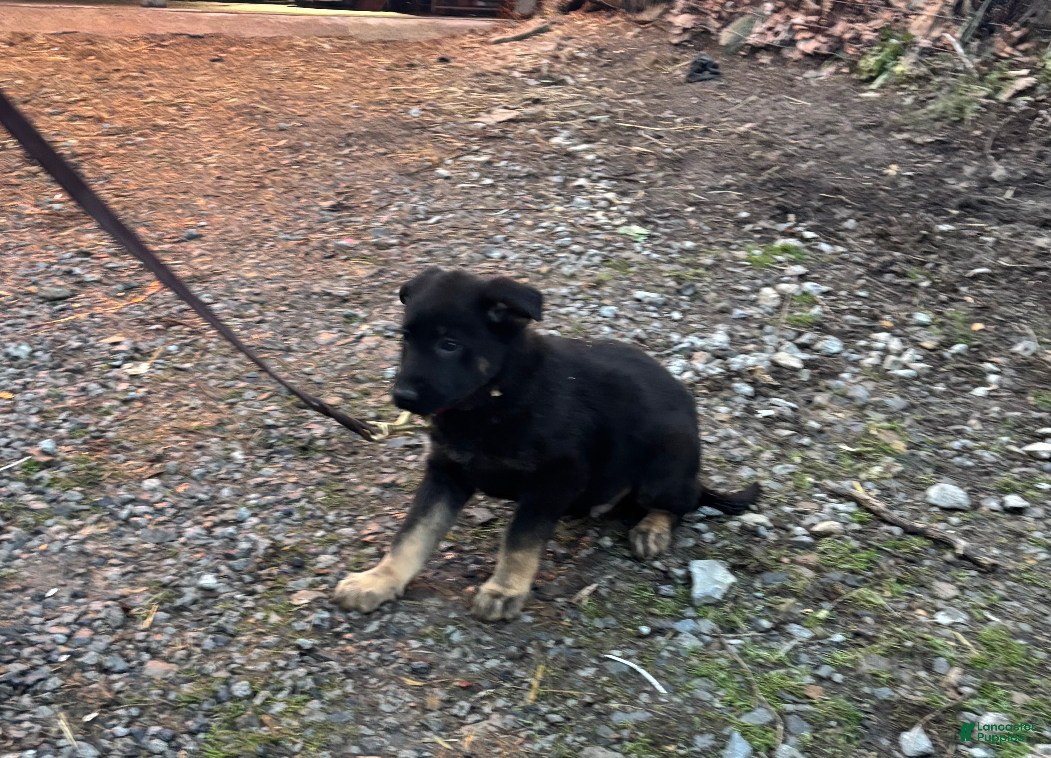 German Shepherd dogs Rocky - Ad 20